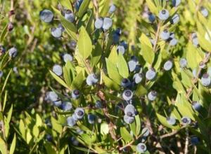 Myrtle leaeves essential oils