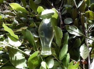 bay laurel leaf pure essential oils