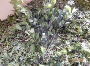 bay leaf pure essential oils