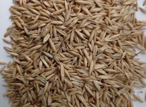 OATS SEEDS