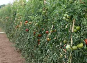 Line of fertilisers and pesticides