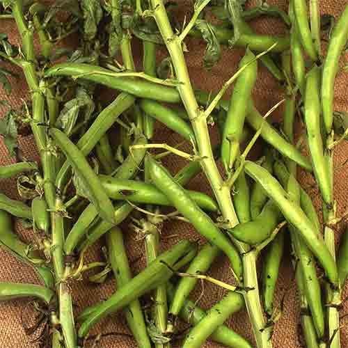 Seeds