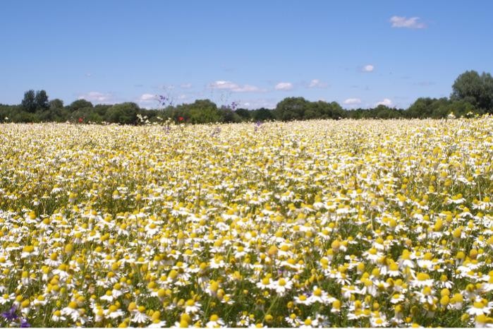 Chamomilla Flowers
