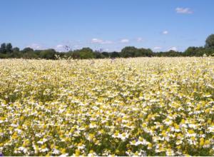 Chamomilla, harvest 2020, Ukraine