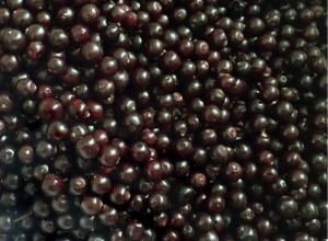 Frozen wild elderberry