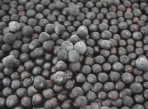 Frozen wild-growing Black chokeberry