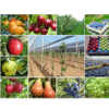 FRUIT PLANTS DOO