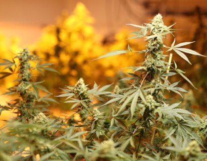 Aphria Buys Nuuvera for $670 Million as Pot Deals Heat Up
